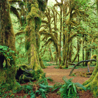 Olympic National Park