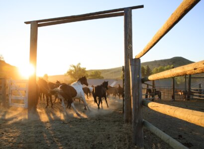 Cowboy Country