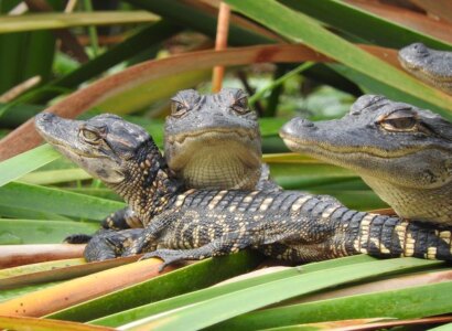 Everglades Adventure Day Trip, Fort Myers/Naples