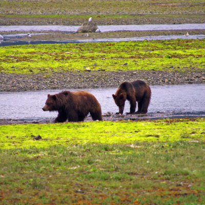 Skagway, Haines, Juneau, Ketchikan & Sitka