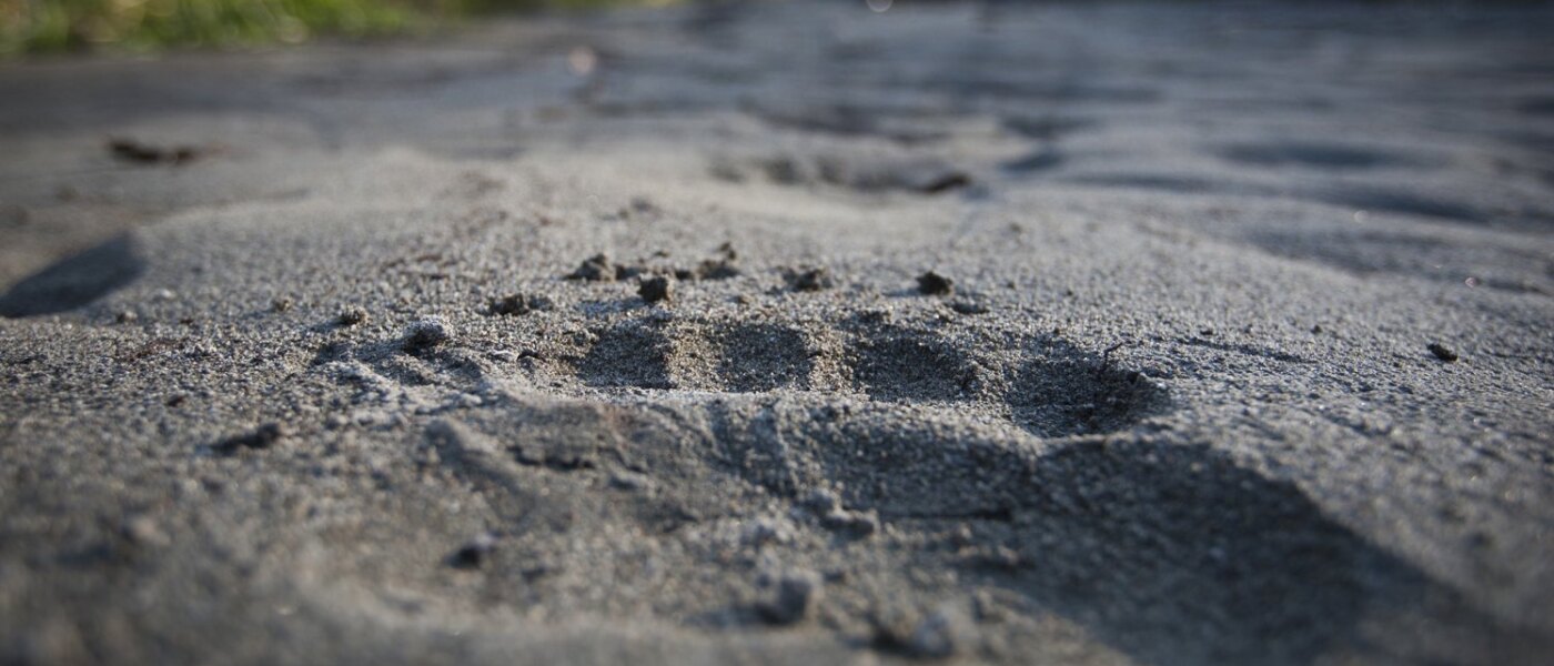 Paw Print - Holidays to Northern British Columbia