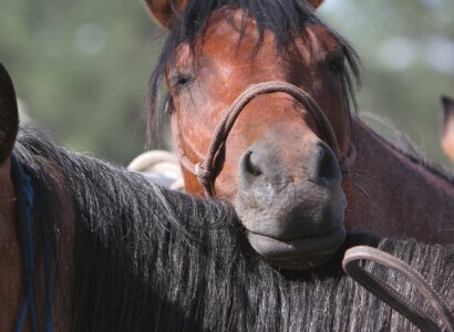 Yellowstone Horse Ride