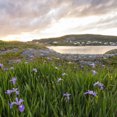 Fogo Island, Twillingate & North Shore