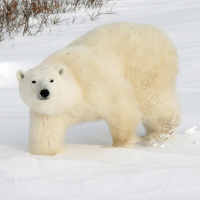 Churchill & Arctic North