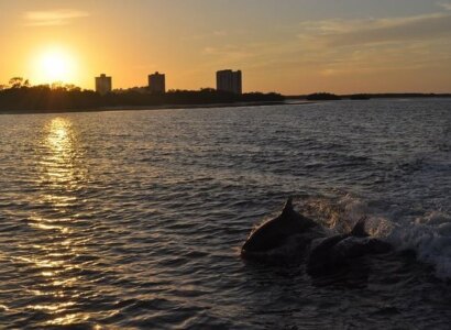 Dolphin and Shelling Sunset Cruise, Fort Myers