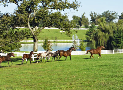 Bluegrass & Country