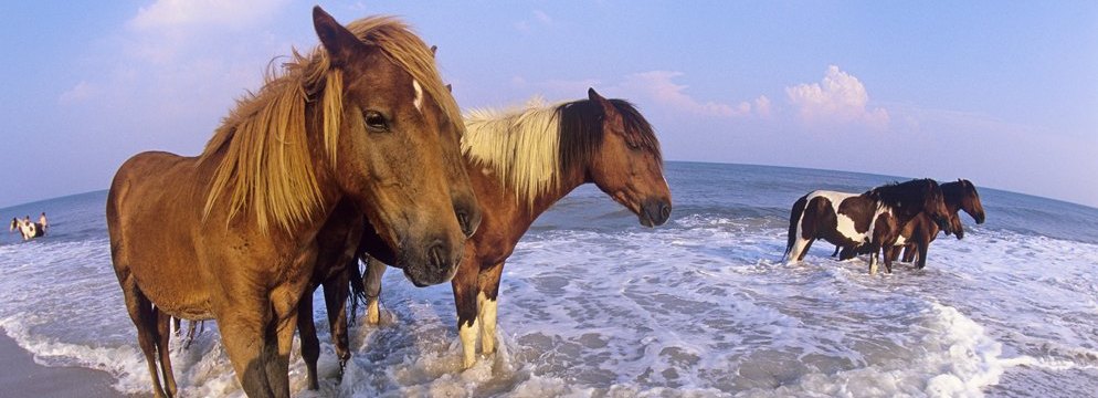 Holidays to Maryland. Assateague Island Ponies