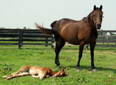 Half-Day Thoroughbred Horse Farm Tour from Lexington