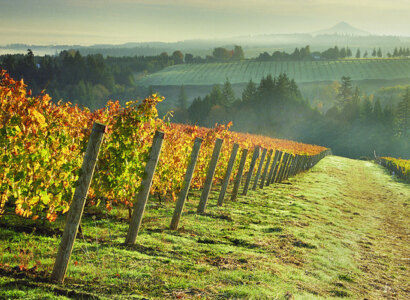 Willamette Valley Wine & Waterfalls Tour from Portland - Private Tour