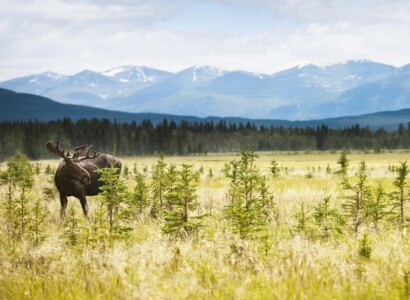 Yukon & Alaska Discovery