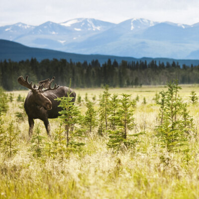 Kluane, Haines Junction & Beaver Creek