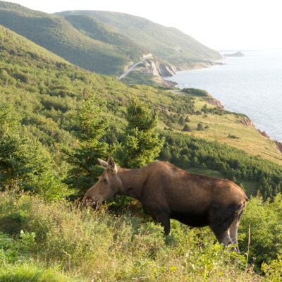 Cape Breton Island