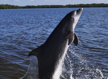 Dolphin and Wildlife Cruise, Fort Myers