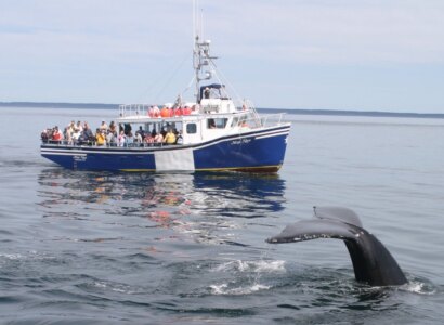 Brier Island Whale & Seabird Cruise