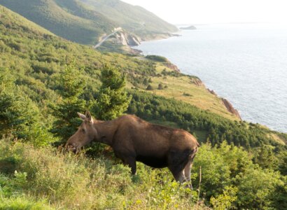 Cabot Trail Discovery Tour