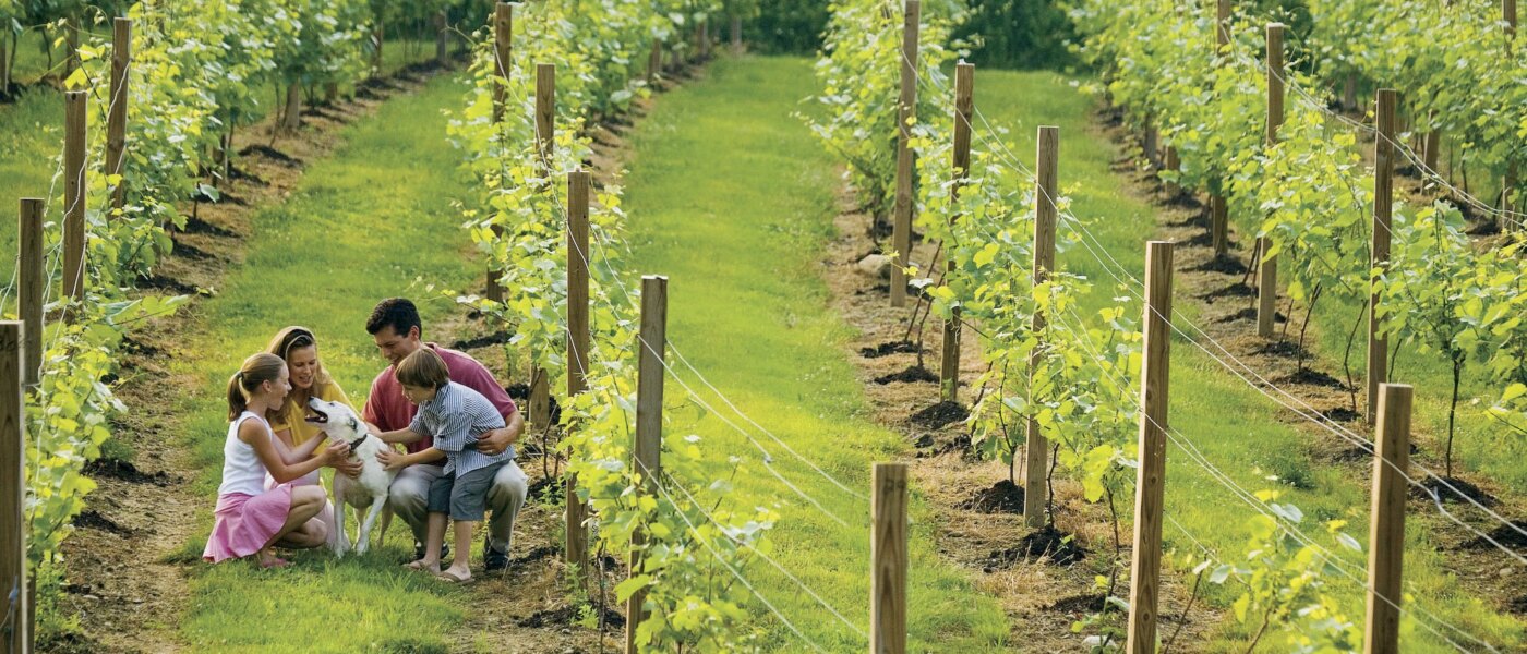 new England tour - Vineyards