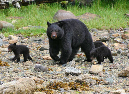 Tofino Boat Tours