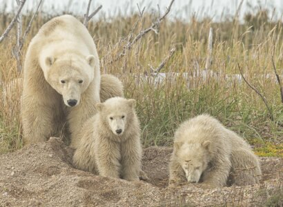 Arctic Discovery