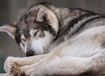 Muktuk Husky Adventures from Whitehorse