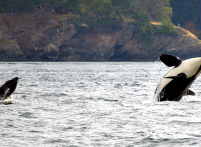 Victoria Whale Watching