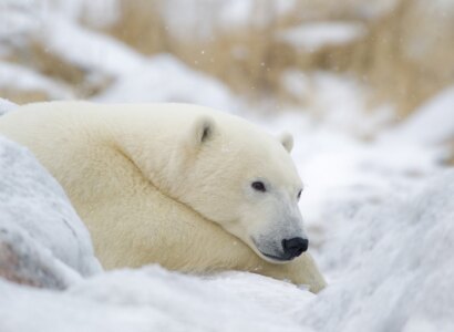 Great Ice Bear