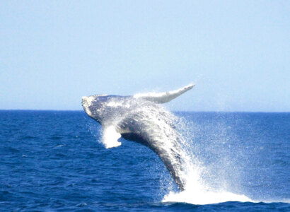 Twillingate Nature Cruise