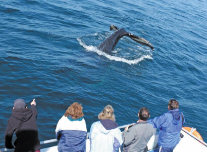 St John's Nature Cruise