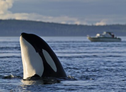 Whales Kingdom Guided Tour