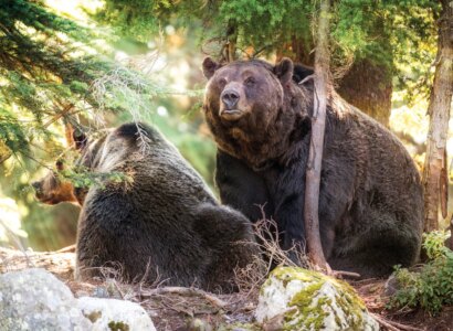 British Columbia Explorer