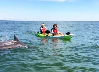 Dolphin Kayak Tours, from Virginia Beach