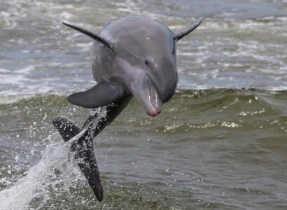 Dolphins and Wildlife Kayak Experience from Gulf Shores