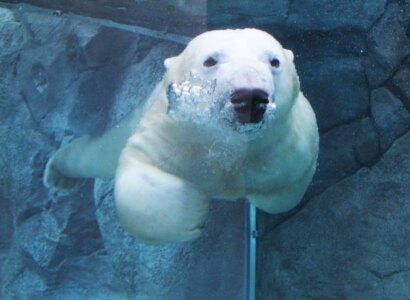 Assiniboine Park Zoo Admission