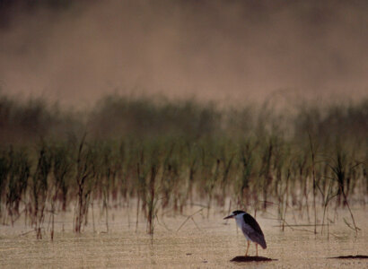 Minnesota Wildlife by Motorhome