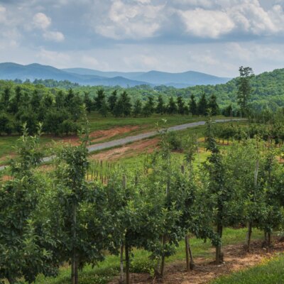 North Georgia Mountain Area