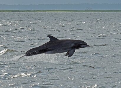 Jekyll Island Dolphin Tour