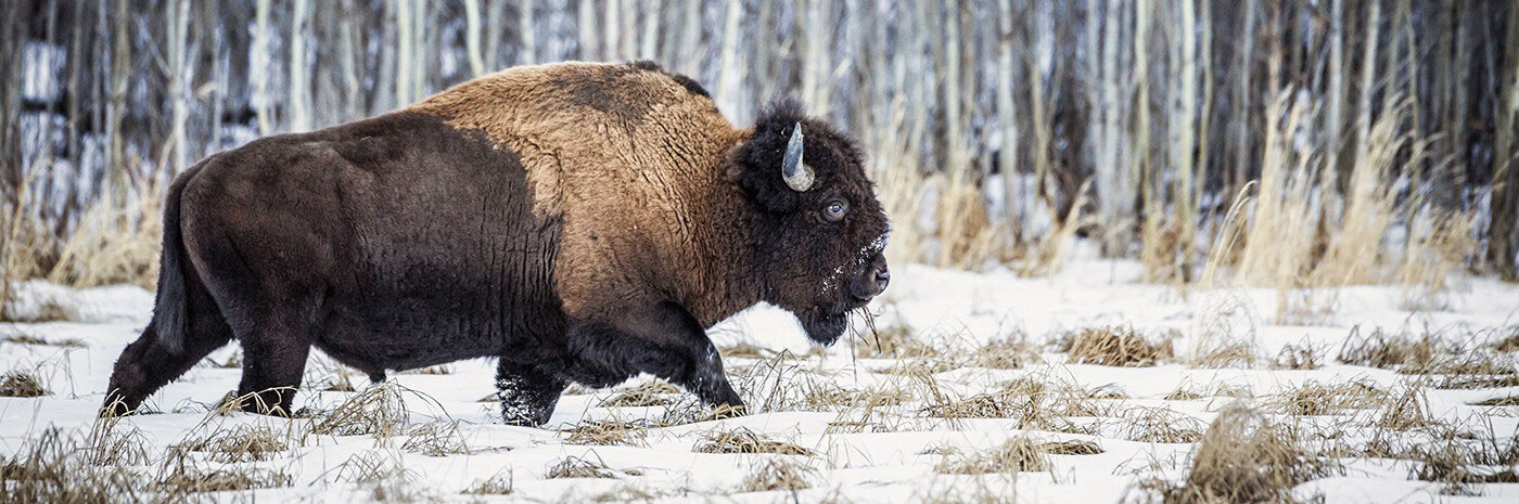 Elk Island, Bison - Holidays to Alberta