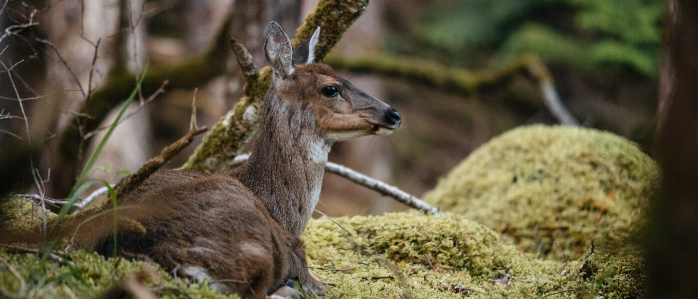 Wildlife - Haida House - Holidays to Northern British Columbia