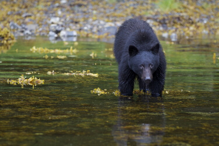 Wildlife - Haida House - Holidays to Northern British Columbia