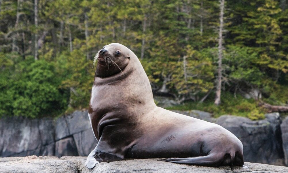 Seal - Haida House - Holidays to Northern British Columbia