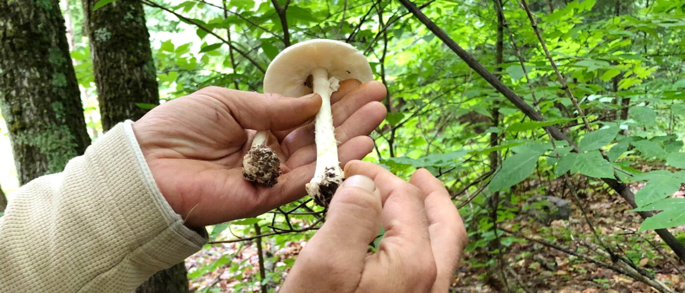 Foraging for wild edible mushrooms, Haliburton Forest & Wildlife Reserve, Ontario Holiday