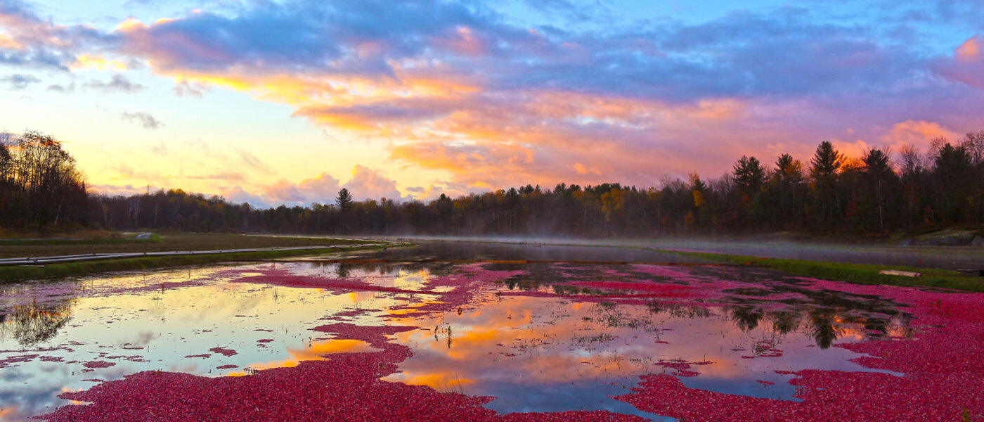 Muskoka Lakes Farm & Winery, Bog to Bottle Discovery Tour, Ontario Holiday