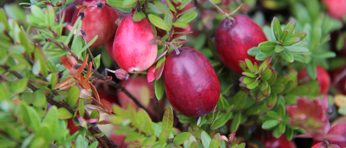 Muskoka Lakes Farm & Winery, Bog to Bottle Discovery Tour, Ontario Holiday