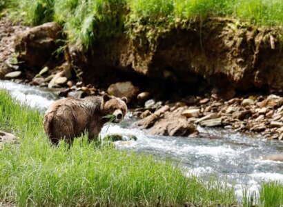 Prince Rupert Grizzly Bear Tour