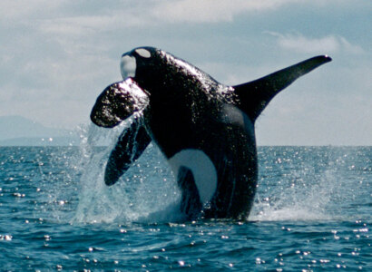 Prince Rupert Whale Watching Tour