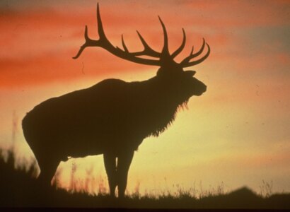 Evening Wildlife Safari, from Banff