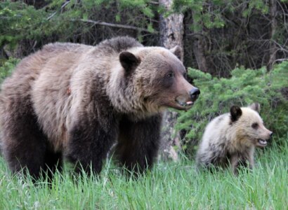 Discover Jasper & Its Wildlife, from Jasper