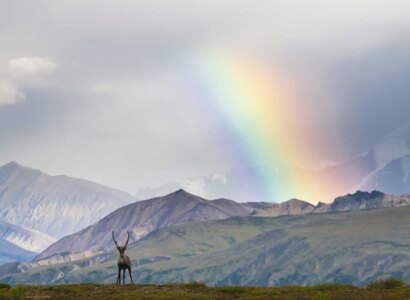 Denali Grand Tour from Talkeetna