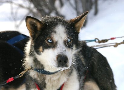 Dog Sledding on Godwin Glacier by Helicopter from Seward