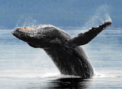 Kenai Fjords Wildlife Cruise from Seward