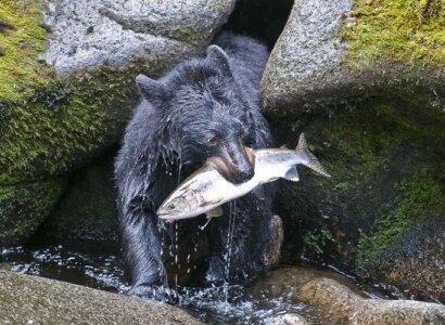 Bear Glacier Half Day Kayaking Tour from Seward